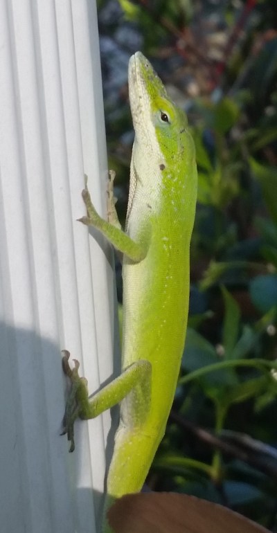 Ordinary, common anole.