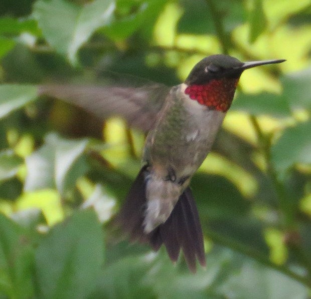 Ruby-throated hummingbirds are showing up in the greatest numbers we've ever had.