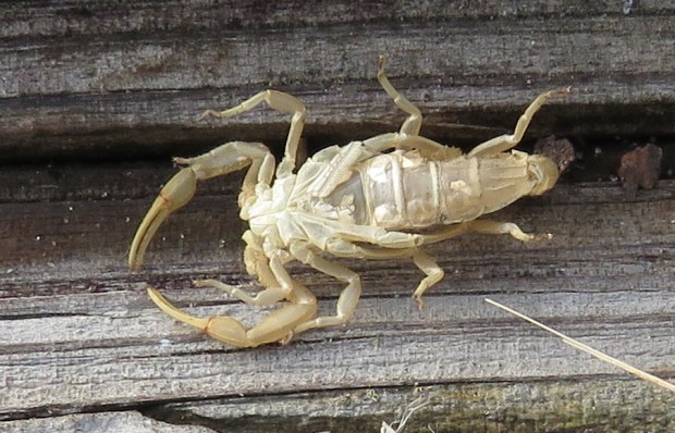 Molted exoskeleton of a scorpion.