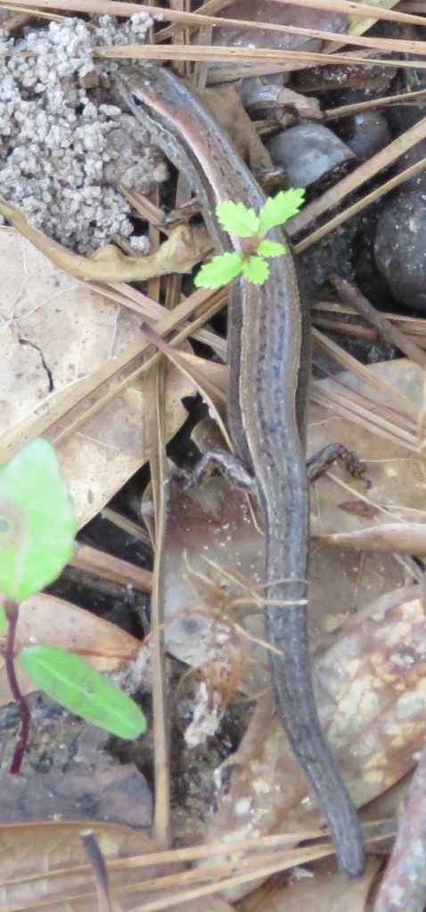 Ground Skinks are small creatures, 3.5 - 5.5 inches long.