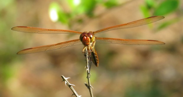 From this frontal view, you can see the costal vein, the leading edge of each wind.
