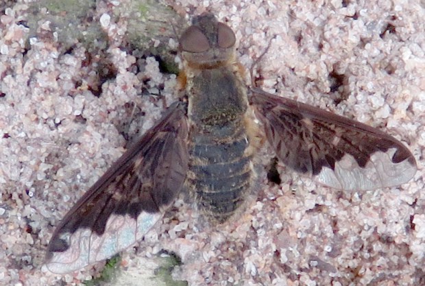 Sinuous Bee Fly.