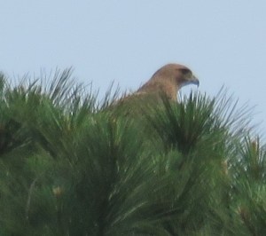 I am pretty sure this is the Red-tailed Hawk who has been hanging around. It's not a great picture, but I was lucky to see it land in the top of a pine. Is there a nest up there?