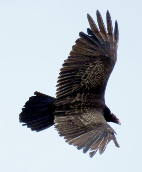Turkey Vulture. I lightened this one a lot, to show the rows and rows of feathers on its wings. And I don't know why, but in all the pictures of this bird, it's like you can see right through its skull in the eye area.