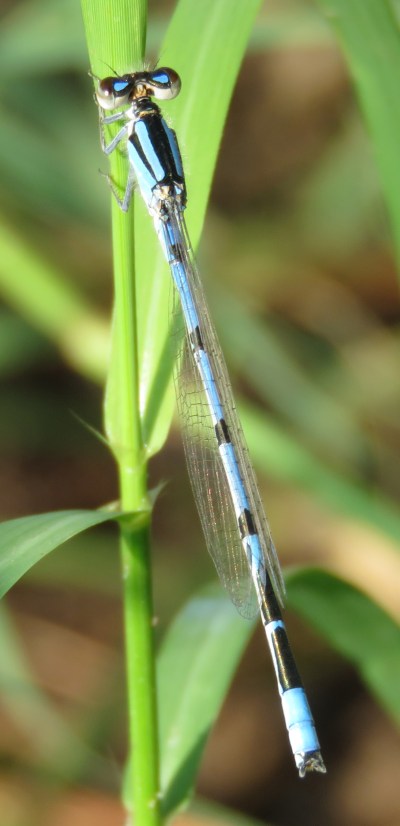 Familiar Bluet, I think.