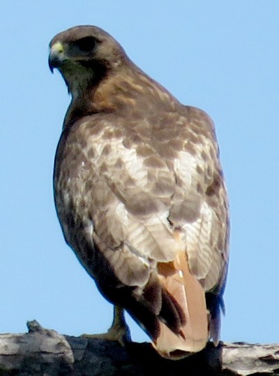 A few days later, he/she dropped by to show off the new red tail that is growing in.