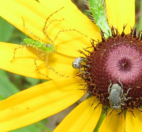 A young Green Lynx spider creeps up on some insects that I think are weevils.