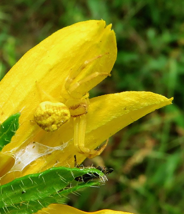 Mothly remains beneath a flower crab spider.