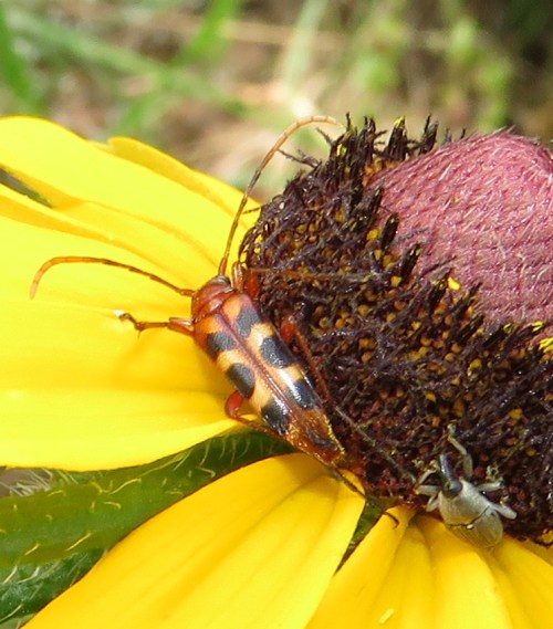 A long-horned flower beetle and one of those weevils.