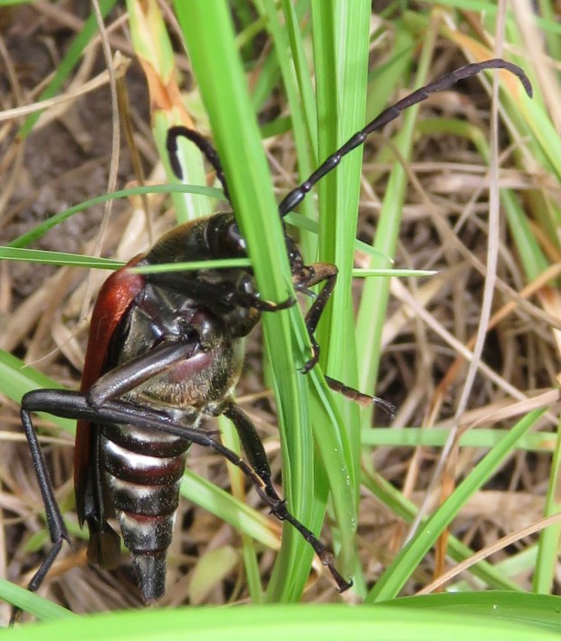 beetle in grass
