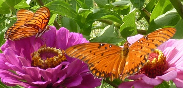 Gulf Fritillaries on zinnias.