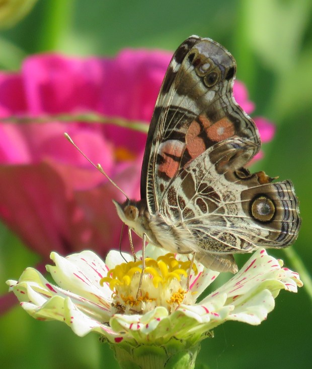 American Lady, ventral.