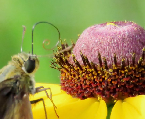 Birthday cake for a butterfly.