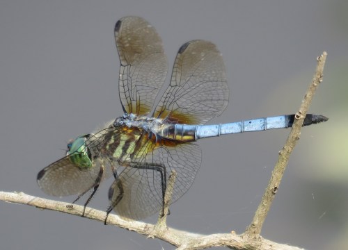 Blue Dasher, Pachydiplax longipennis.