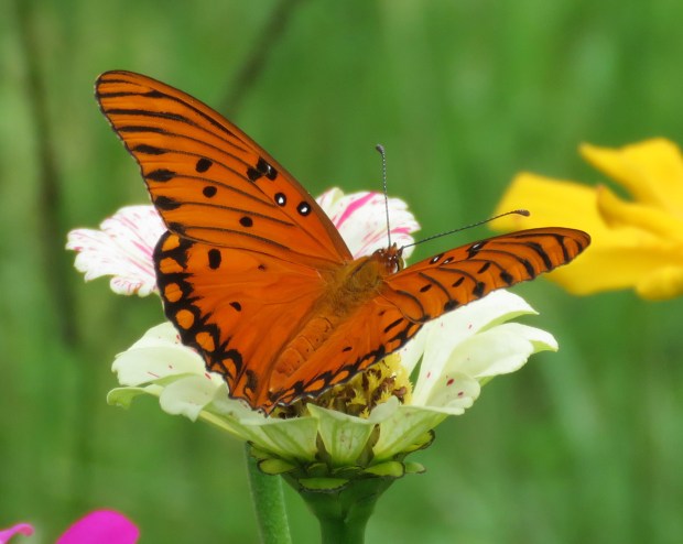 Gulf Fritillary.