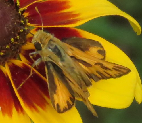 Fiery Skipper, dorsal view.