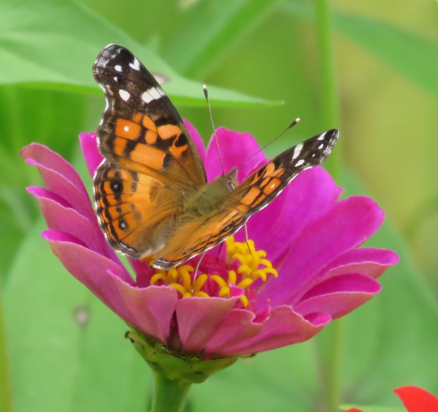 American Lady, dorsal.