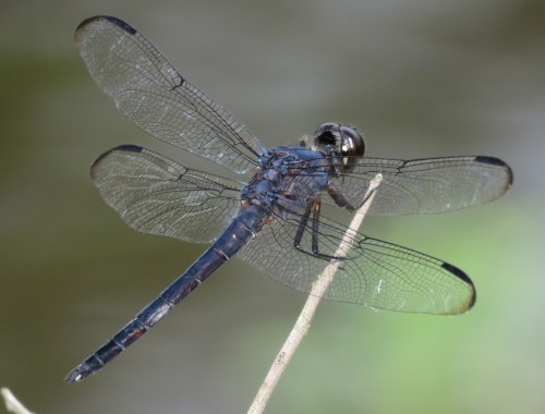 Slaty Skimmer, Libellula incesta.