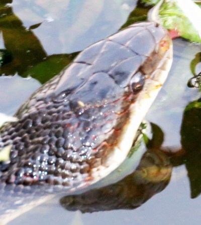 The scale shape and color on top of the head can be a helpful hint for ID.