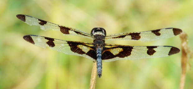 Banded Pennant male.