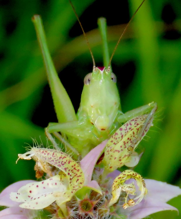 Katydid.