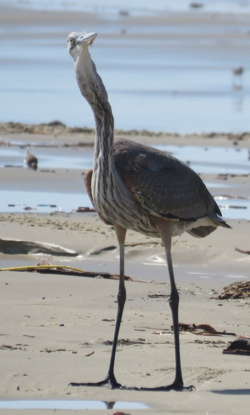 Great Blue Heron on beach.