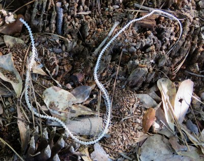 This snake skeleton was just laying on top of a tree stump. The whole thing was about a foot long.