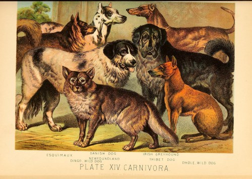 Plate XIV, Carnivora