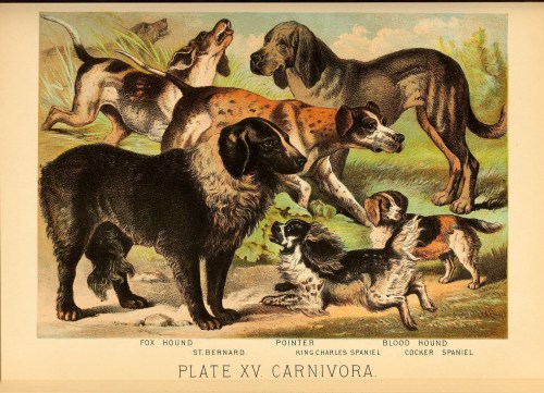 Carnivora, Plate XV
