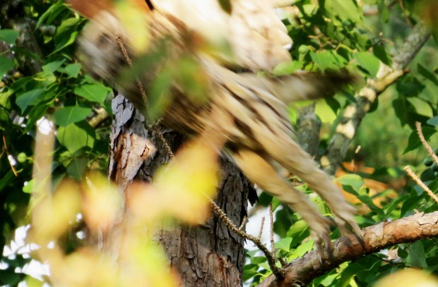 Stretching out for take-off.