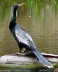 Anhinga