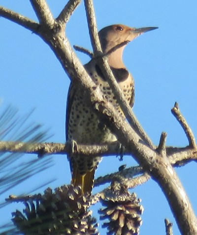 Northern Flicker. I usually see one, one day a year. Today was that day!