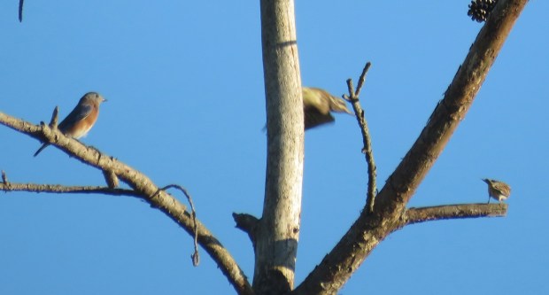 Eastern Bluebird, Yellow-bellied Sapsucker, and what I think is a Chipping Sparrow.