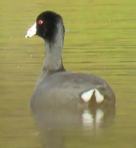 American Coot