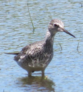 Lesser Yellowlegs
