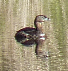Pied-billed Grebe