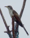 Yellow-billed Cuckoo