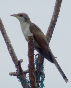 Yellow-billed Cuckoo
