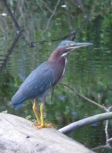 Green Heron