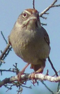 Rufous-crowned Sparrow
