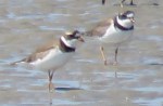Semipalmated Plovers