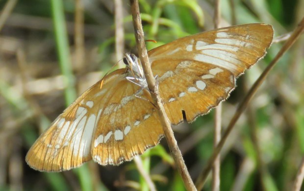 Common Mestra ventral view. Another name for this one is "noseburn wanderer" because its larval plants, Tragia species, are nettle-like plants known as "noseburn."