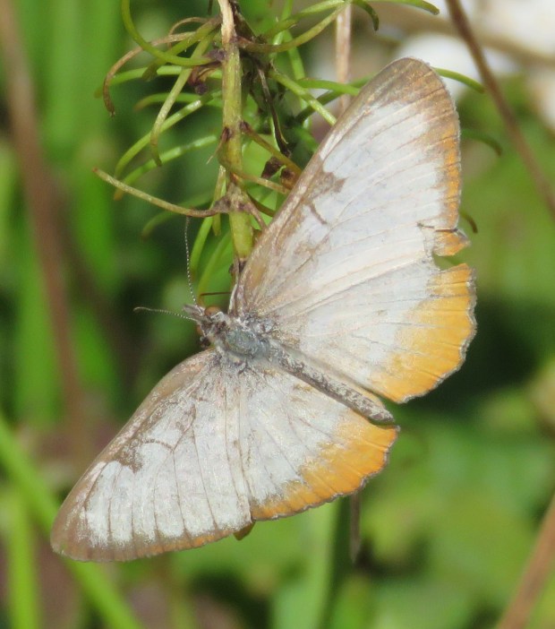 Common Mestra. This was a new one for me, as I live on the eastern edge of its migration zone.