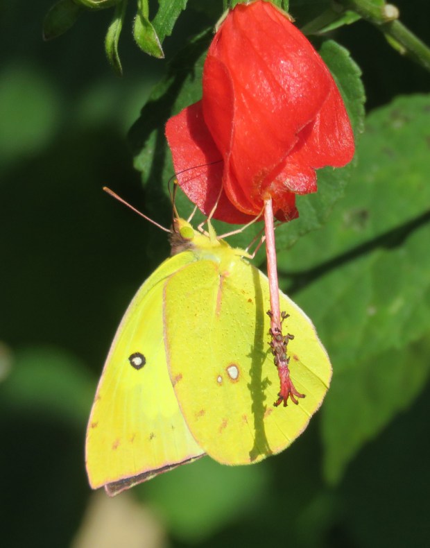 Common Sulphur.