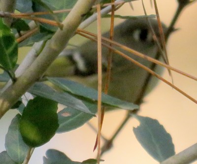 If this picture was the only one I had gotten, I would still be able to ID the bird from the way its eye looks oversized.