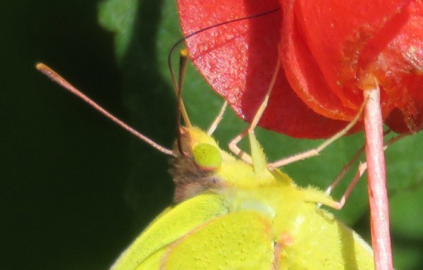 Close-up of adorable yellow-green eyes.