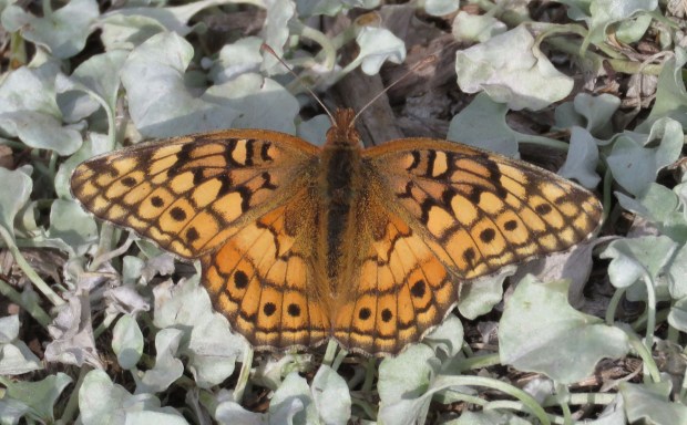 Variegated Fritillary.