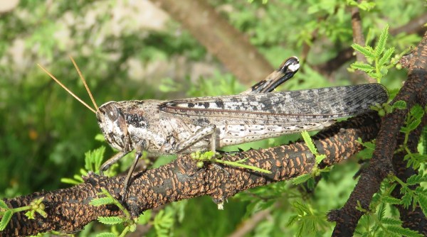 A grasshopper. I have not tried to figure out which species.