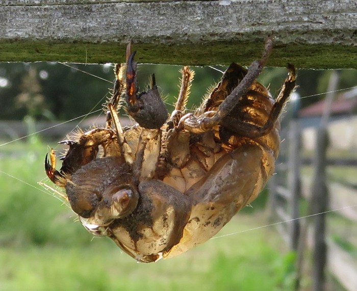 I'm feeling hollow today...