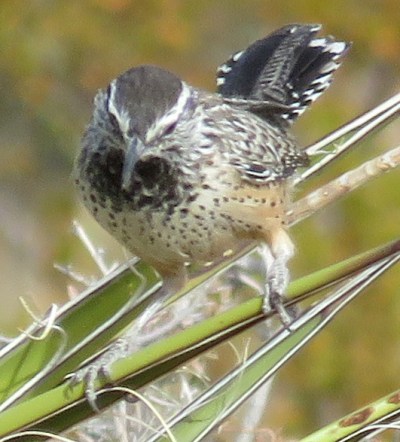 Cactus Wren. They are like miniature Roadrunners.